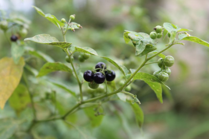 Ягода Solanum Dulcamara