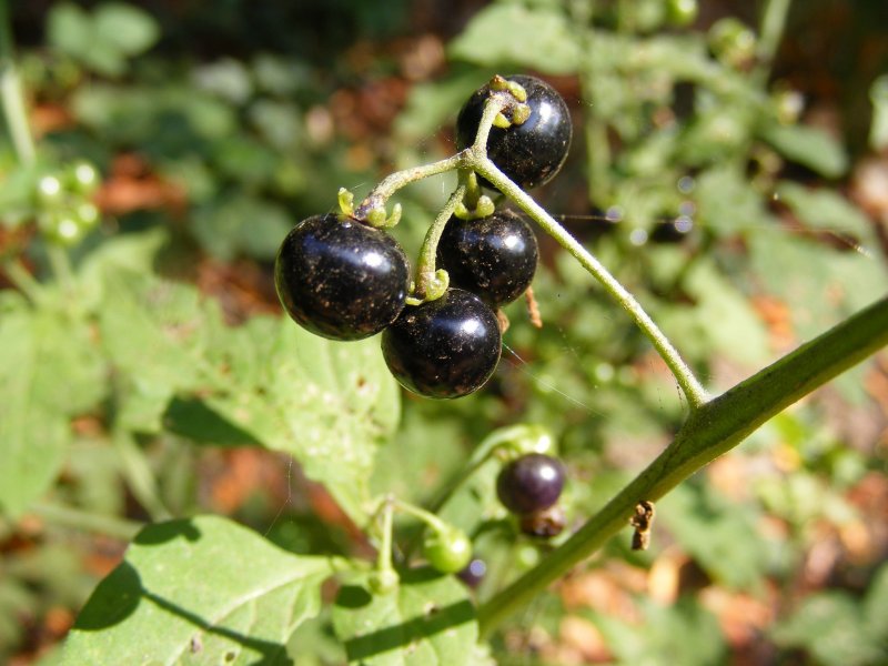 Соланум pseudocapsicum