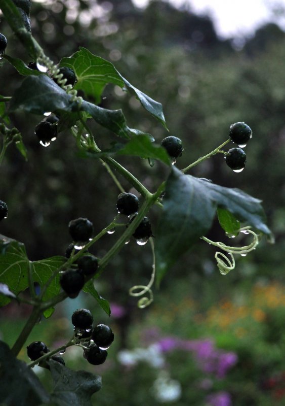 Solanum pseudocapsicum
