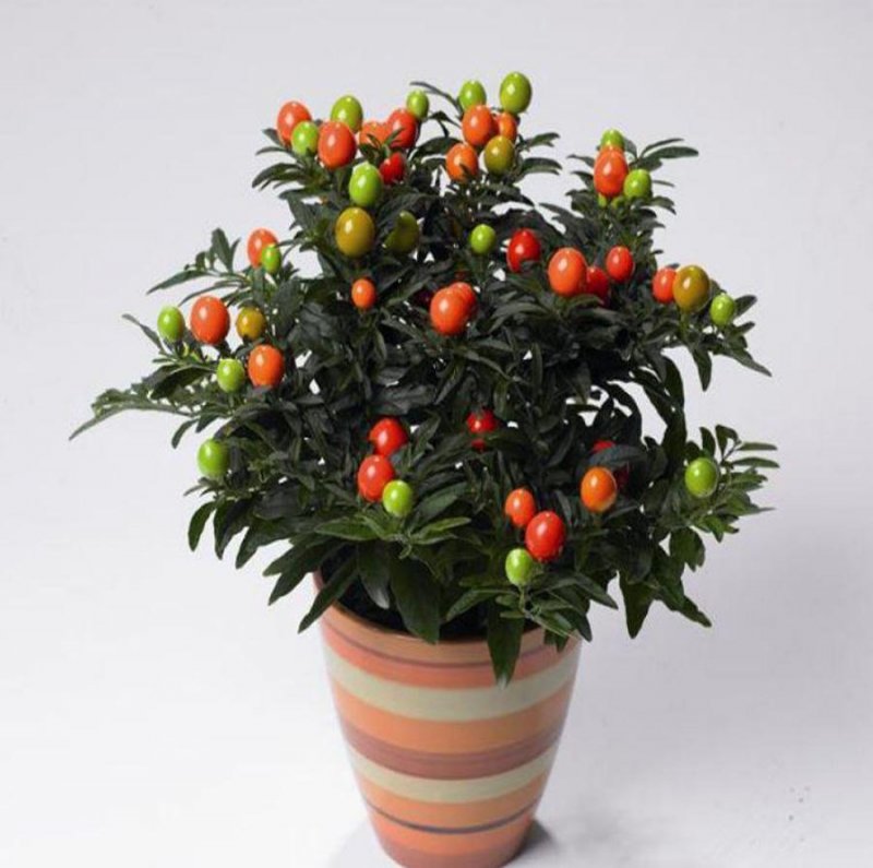 Паслен черный (Solanum nigrum)