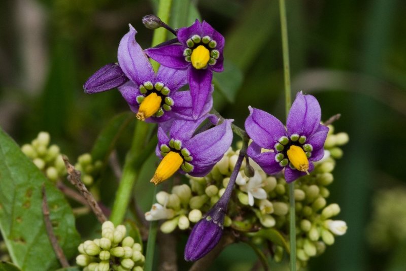Паслен сладко-Горький (Solanum Dulcamara)