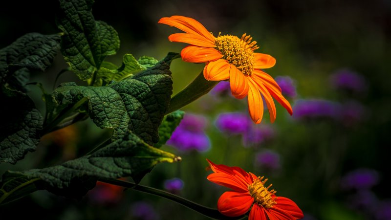 Tithonia rotundifolia