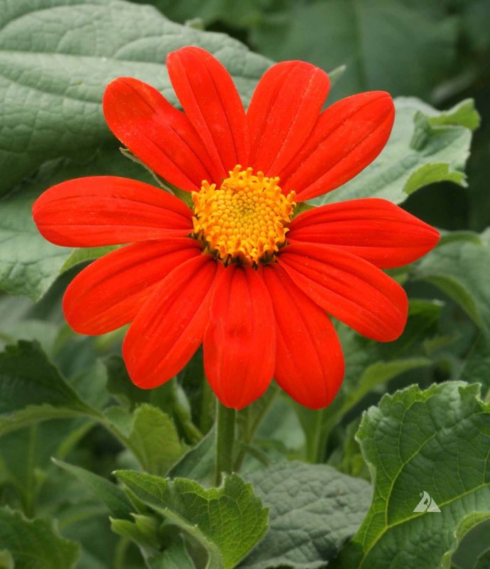 Mexikanische Sonnenblume Einjahring 40 см