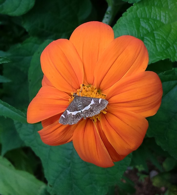 Tithonia tagetiflora