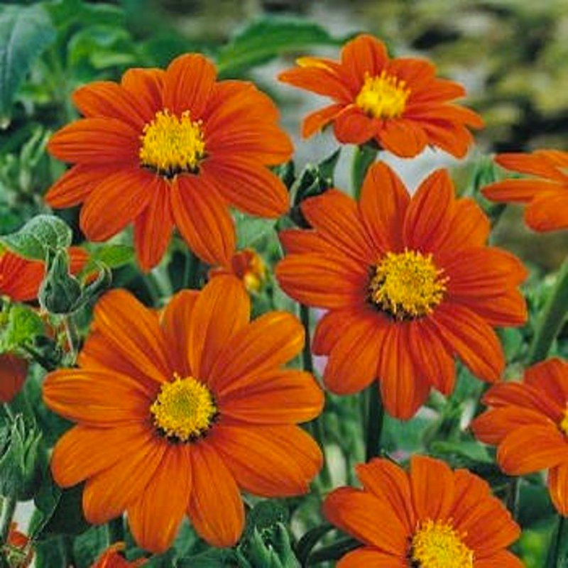 Dhalia