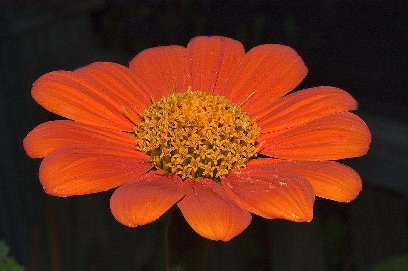 Mexican Sunflowers цветок