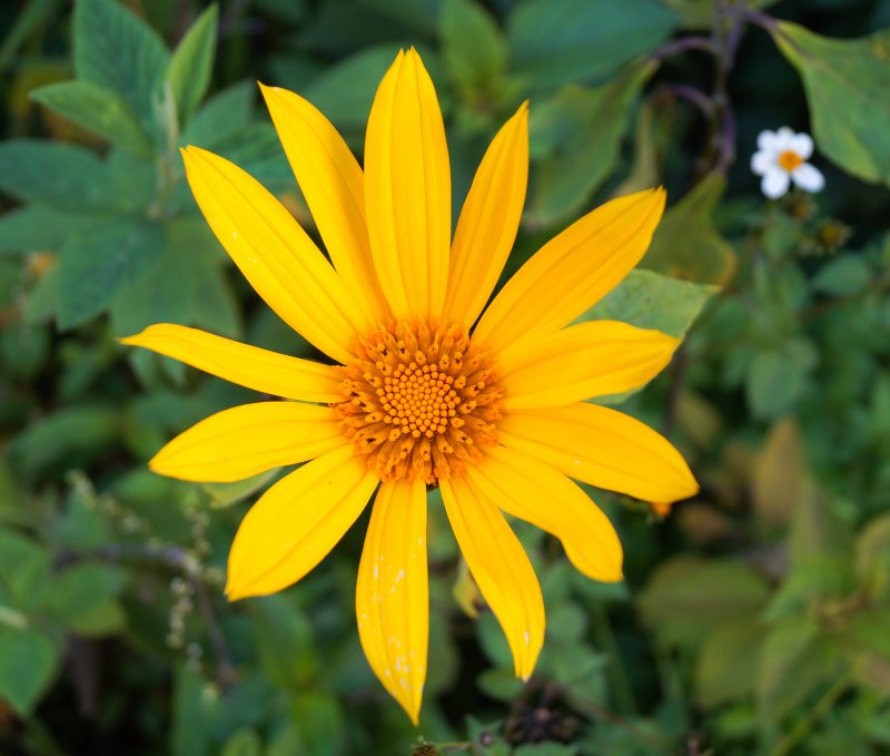 Mexikanische Sonnenblume Einjahring 40 см