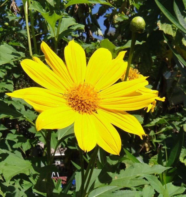 И предмет и явление Sun Flower Tree Summer
