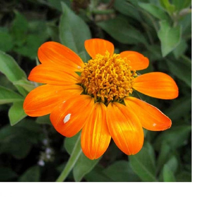 Tithonia Plant