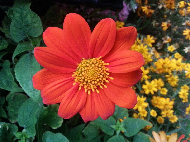 Мексиканский подсолнух (Tithonia rotundifolia