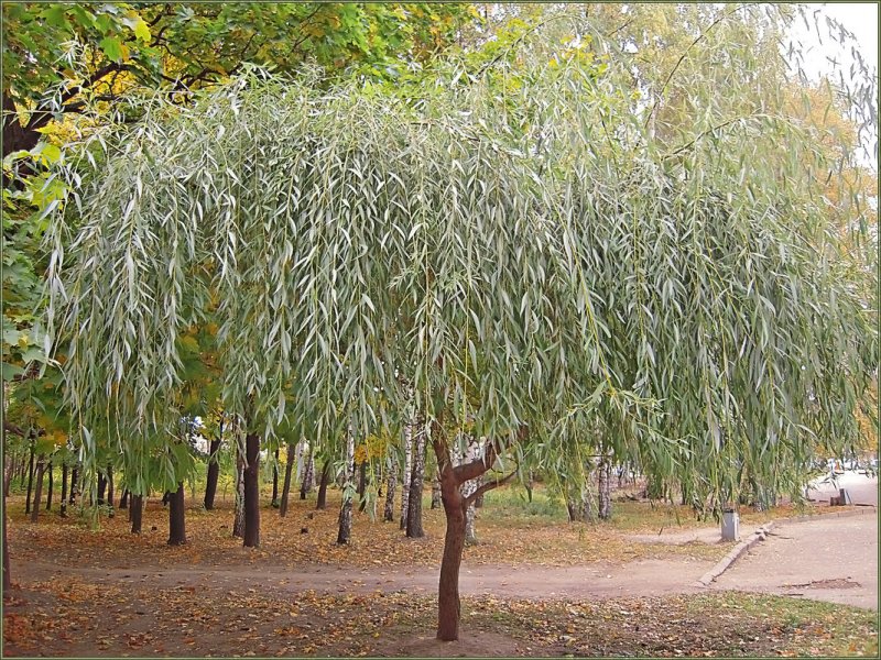 Salix Alba Ива плакучая