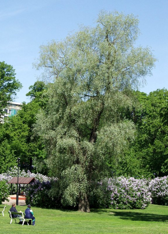Ива белая (Salix Alba)