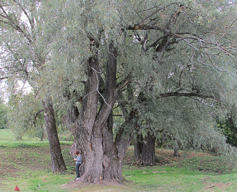 Ива белая (ветла) – Salix Alba