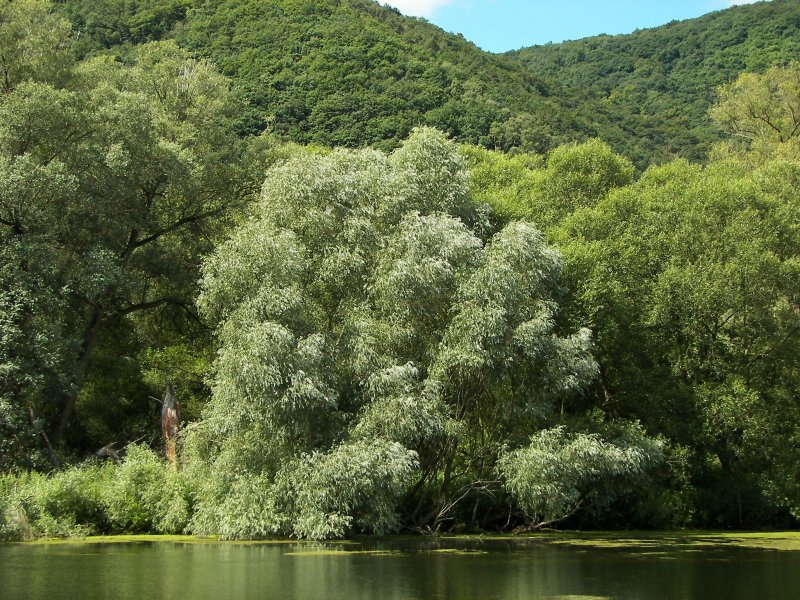 Ива белая серебристая
