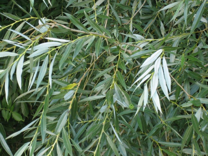 Ива белая (Salix Alba)