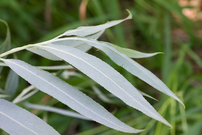 Ива белая (Salix Alba)
