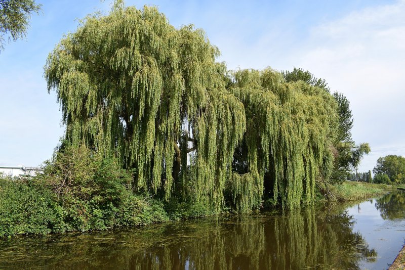 Ива белая (Salix Alba)