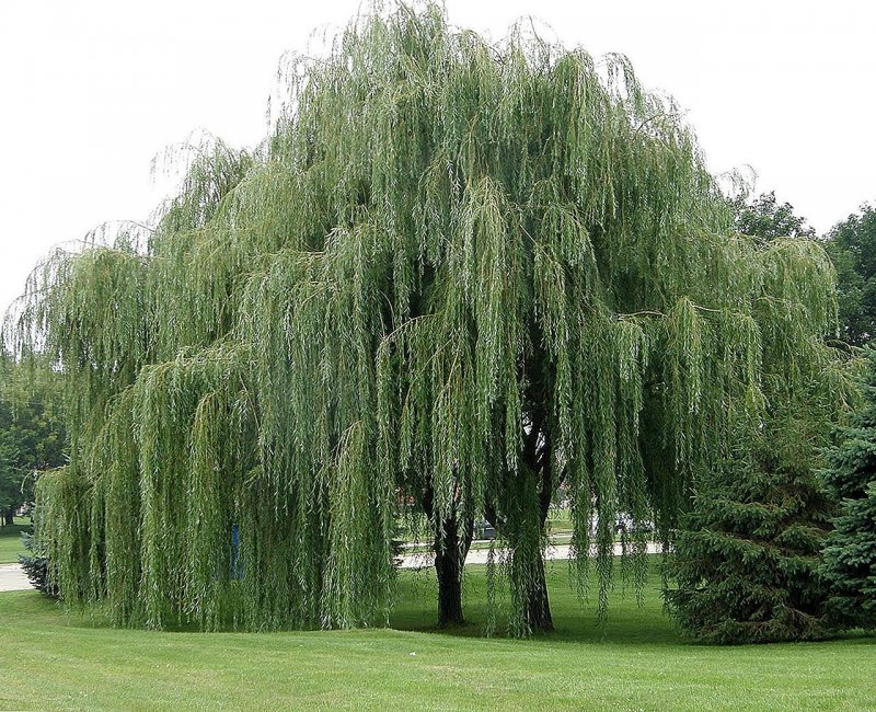 Ива белая, серебристая, ветла (Salix Alba)