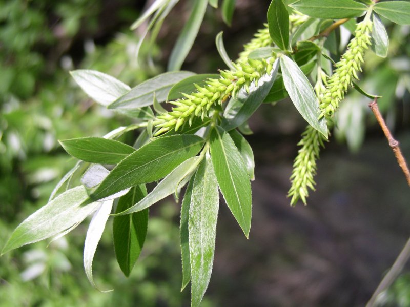 Ива белая (Salix Alba l.)