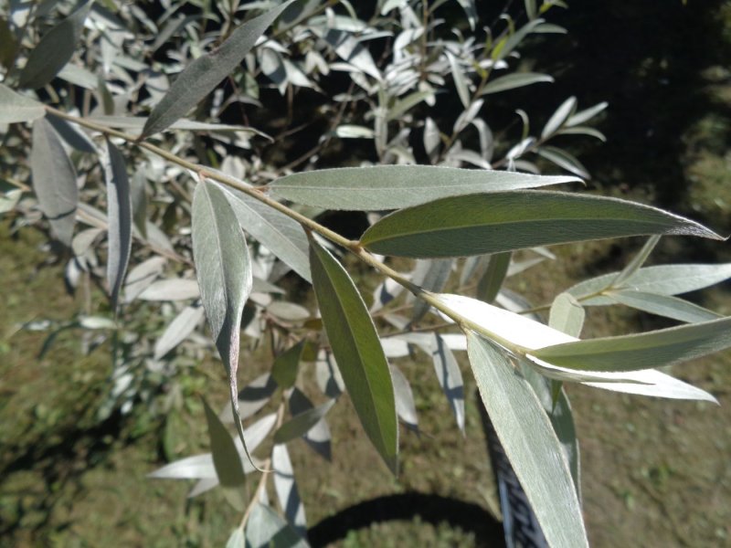 Salix Alba