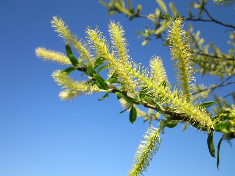 Ива белая (Salix Alba l.)
