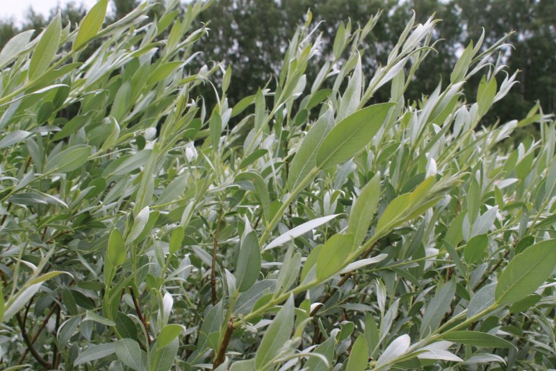 Ива белая Аргентеа Salix Alba argentea