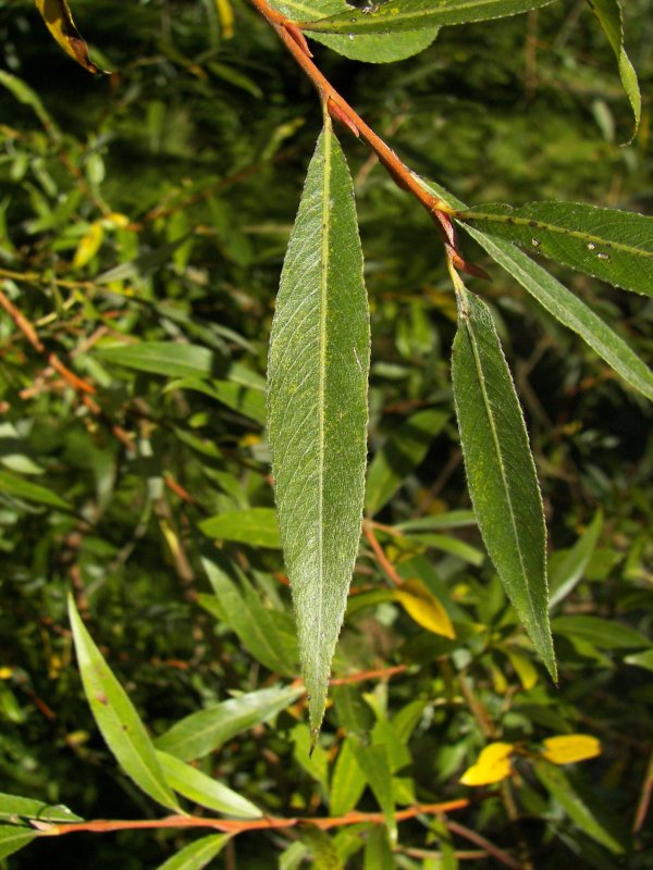Ива белая (Salix Alba)
