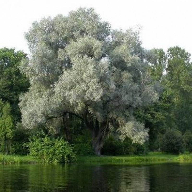 Ива росистая (Salix rorida)