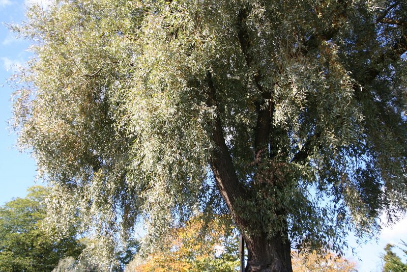 Ива белая серебристая Salix Alba
