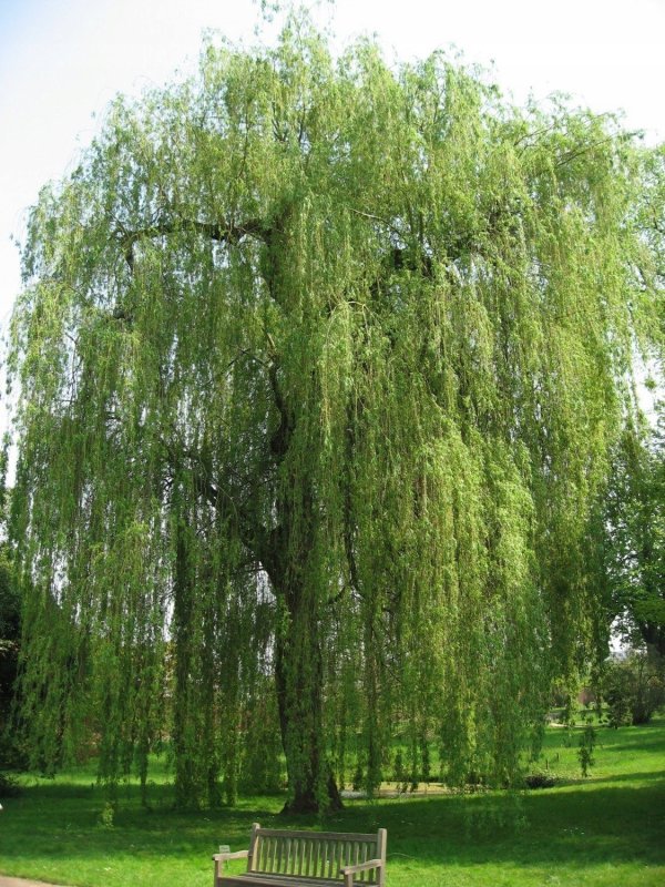 Ива белая (Salix Alba)