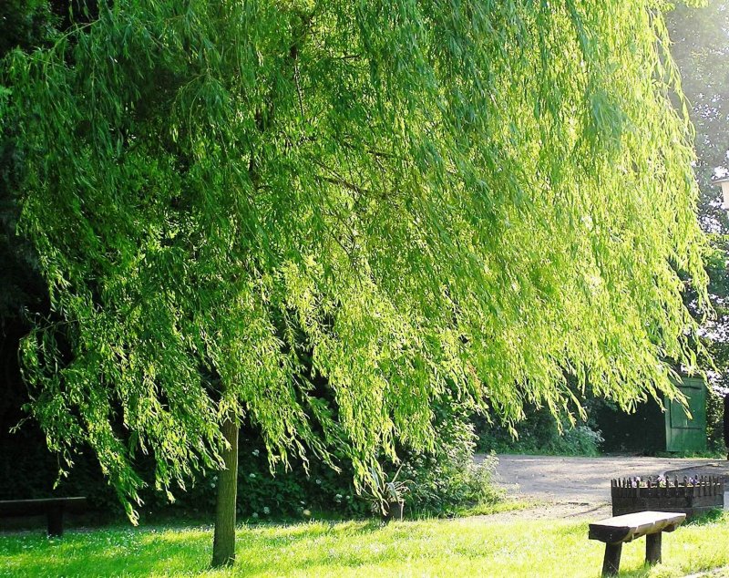 Ива белая, серебристая, ветла (Salix Alba)