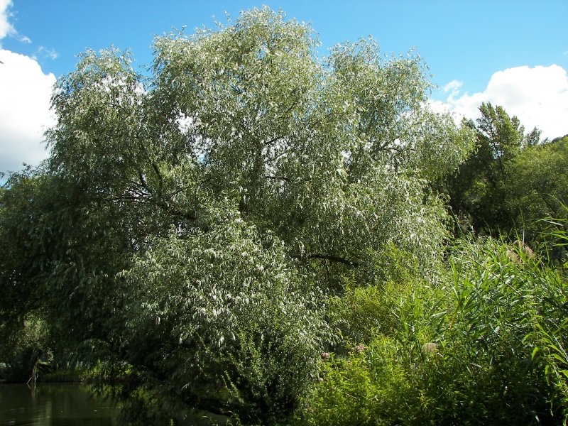 Ива белая (ветла) – Salix Alba