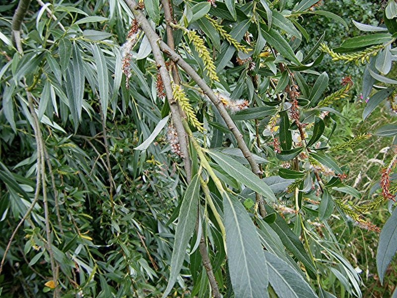 Ива белая — Salix Alba семена