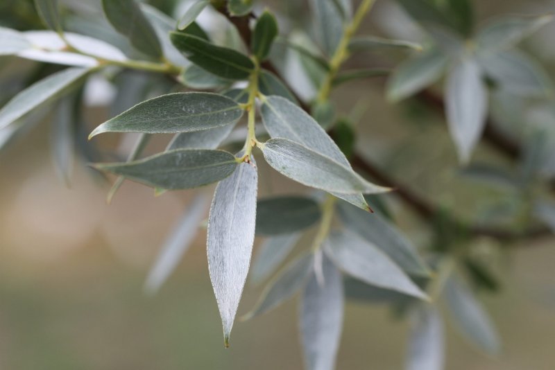 Ива белая ф серебристая Salix Alba