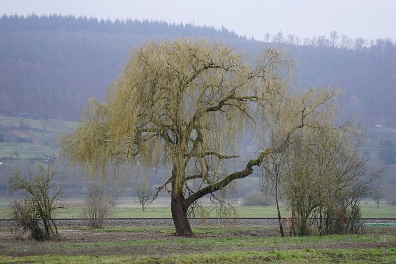 Ива белая плакучая фото