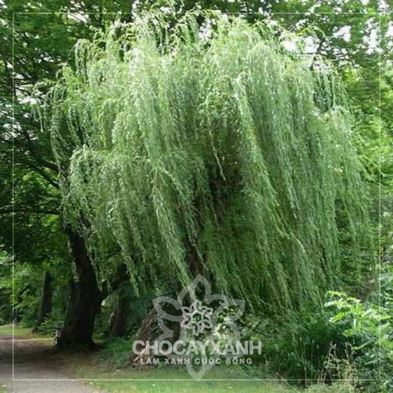 Ива белая плакучая Тристис (Salix Alba)