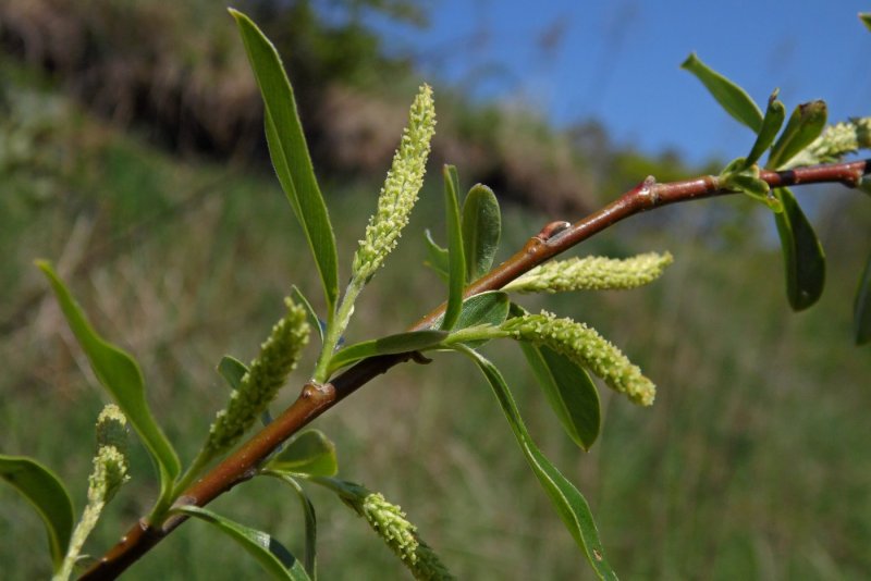 Ива белая Salix Alba молодой побег