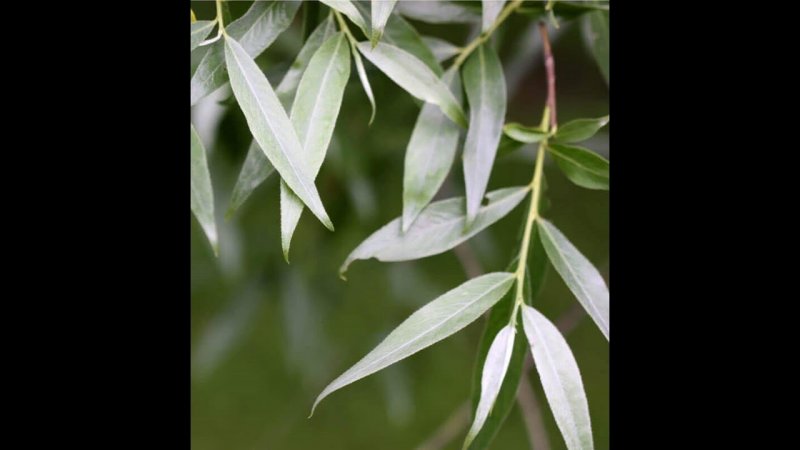 Ива белая — Salix Alba семена