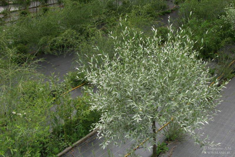 Ива `Курайская`, Salix