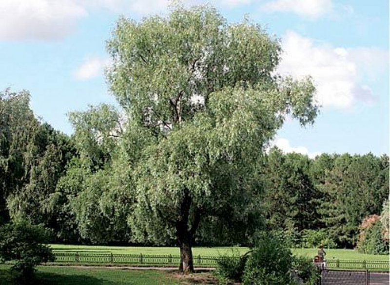 Ива белая (Salix Alba)