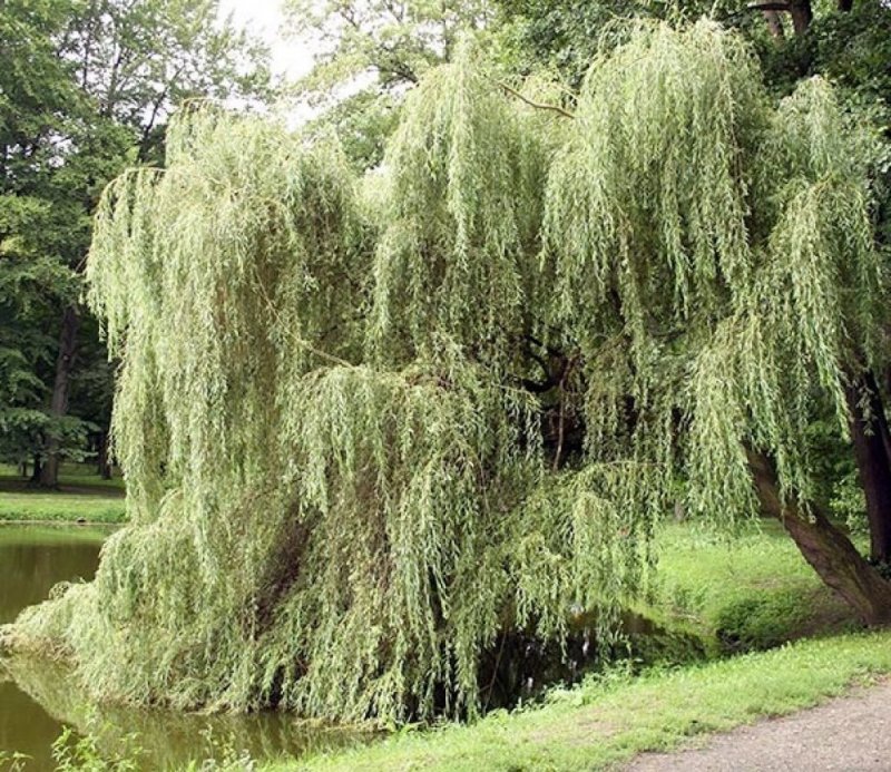 Ива белая (Salix Alba l.)
