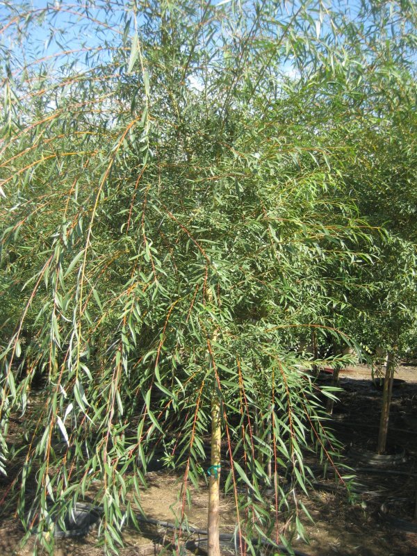 Salix Alba (f. pendula)