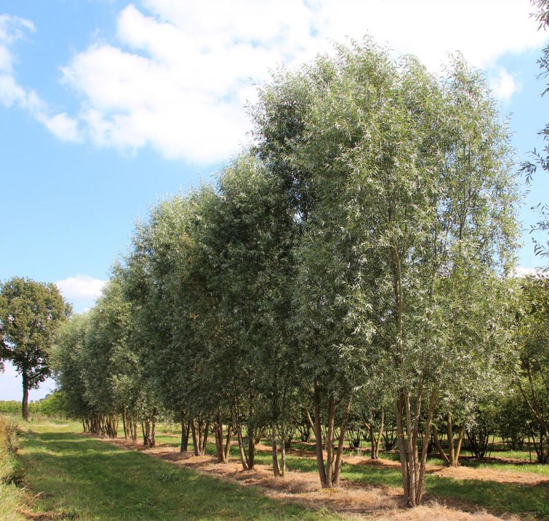 Ива белая Salix Alba Chermesina
