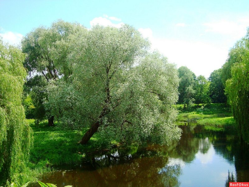 Ива белая, серебристая, ветла (Salix Alba)