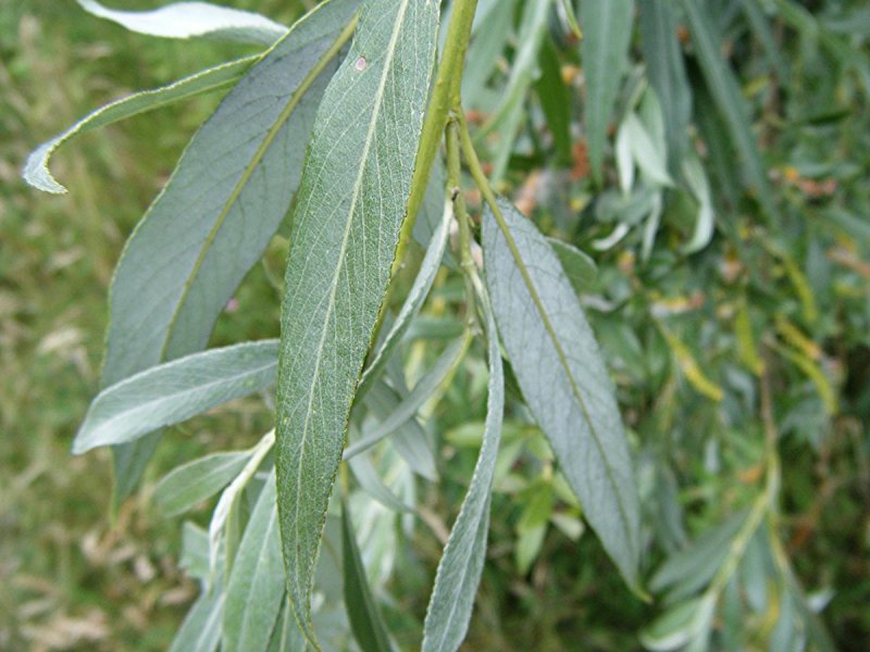 Ива белая (Salix Alba l.)
