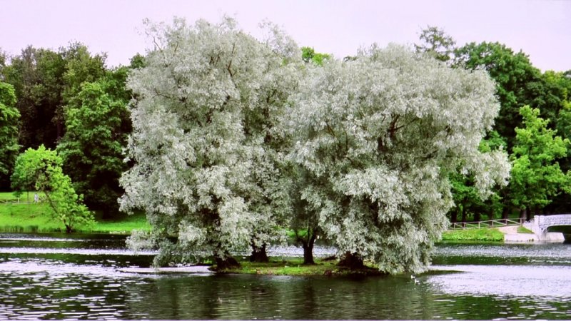 Ива белая, серебристая, ветла (Salix Alba)