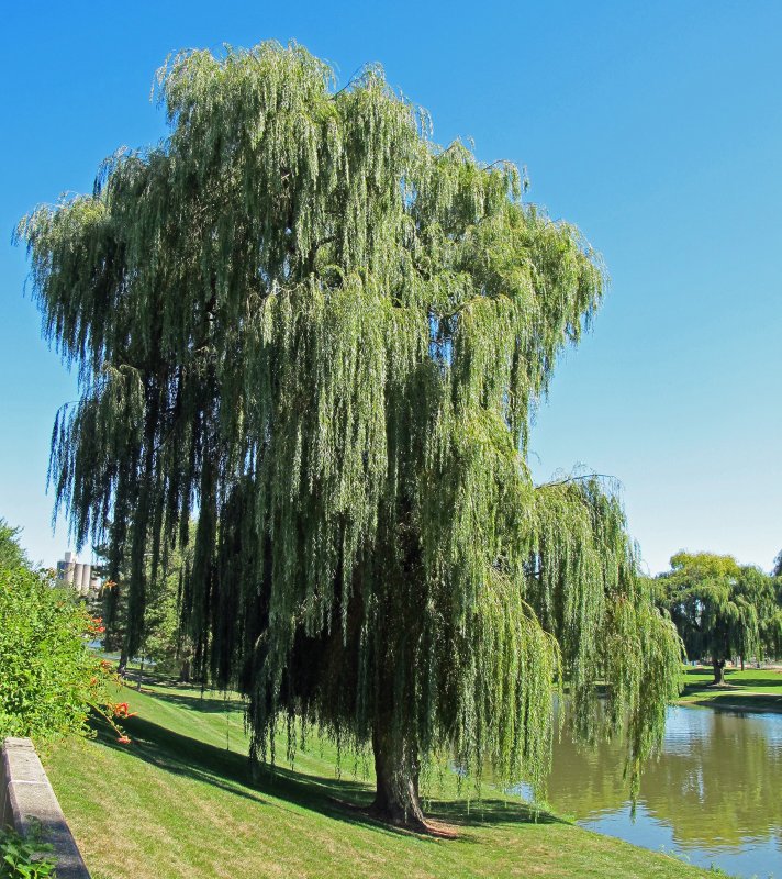 Ива Вавилонская (Salix babylonica)