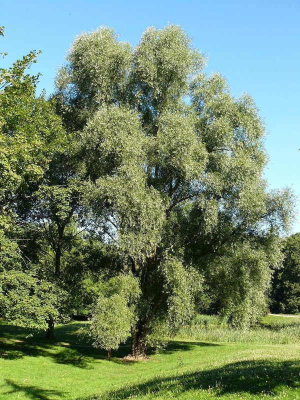 Ива белая (ветла) – Salix Alba