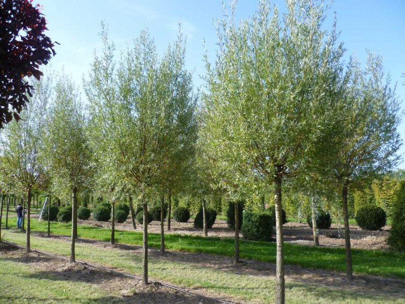 Ива белая (Salix Alba l) саженцы