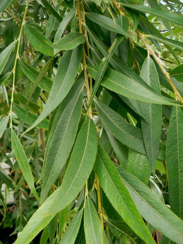 Ива белая (Salix Alba l.)